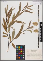 Foto von Salix daphnoides Vill.